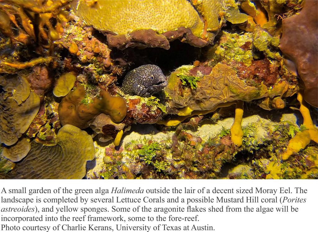 Halimeda growing amongst reef corals and sponges, and a watchful Moray Eel.