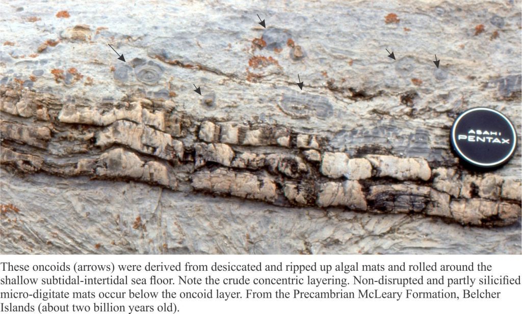 Cryptalgal oncoids mixed with laminate rip ups from storm surge across a supratidal flat, Proterozoic, Belcher Islands.