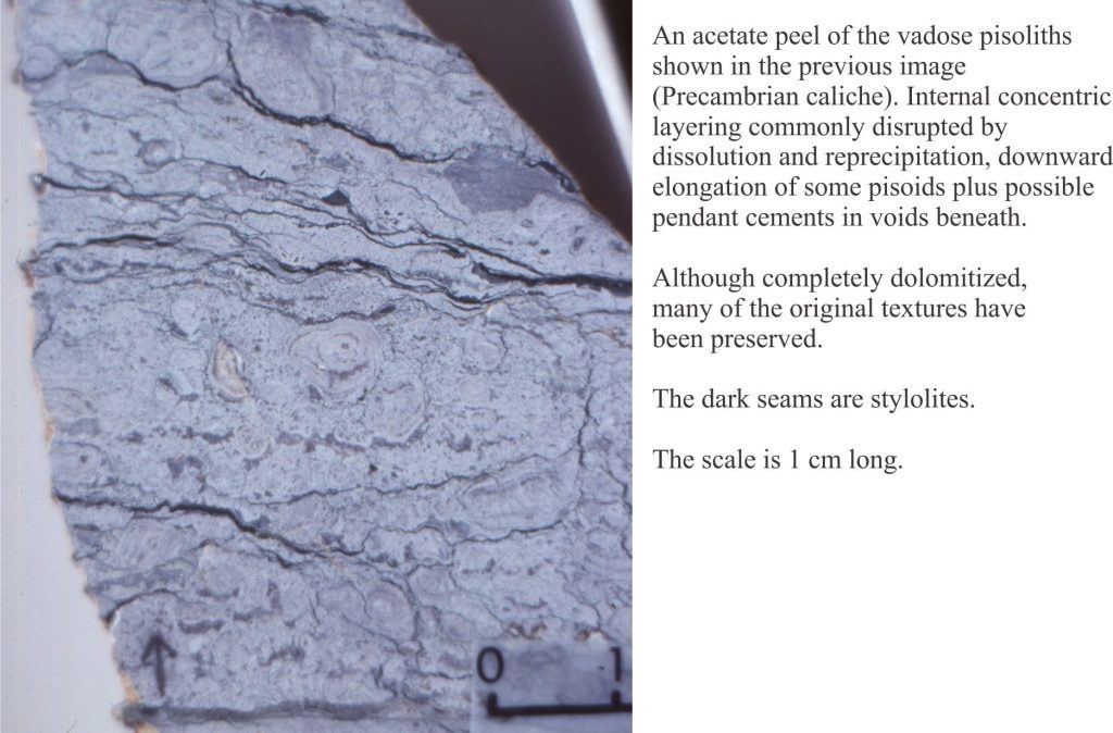 Acetate peel of fitted and elongate vadose pisoids, from a Proterozoic caliche