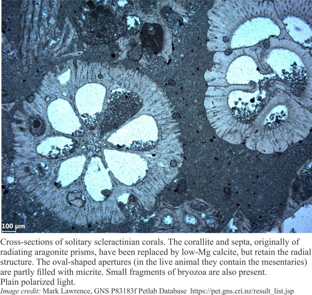 Thin section micrograph of cool water solitary corals. The original aragonite has been replaced with Low magnesium calcite. The appertures are lined with micrite