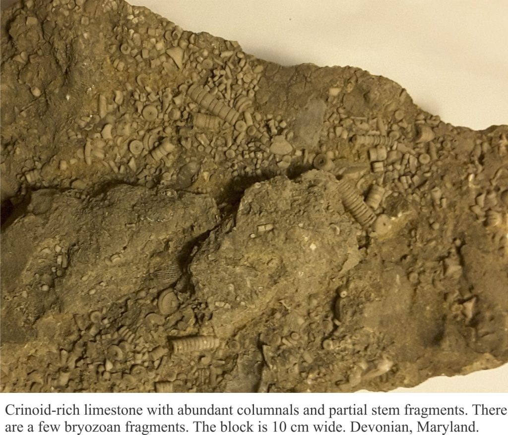 Devonian crinoid limestone, Maryland