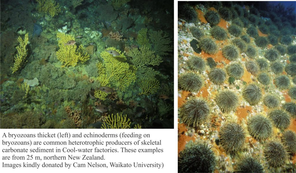 Two examples of skeletal cool water carbonate production: bryozoan thickets, and echinderms
