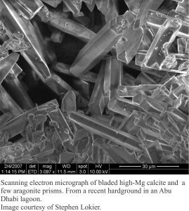 SEM image of bladed high-Mg calcite from a sabkha