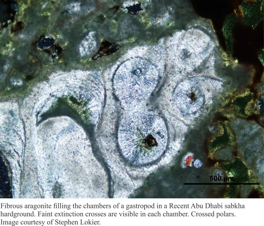 Acicular aragonite cements filling gastropod chambers