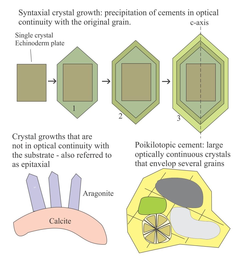 Diagram of syntaxial and epitaxial cement overgrowths