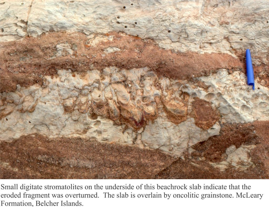 Stromatolites on an overturned block of Precambrian beachrock (left of pen); the stromatolite laminae are convex down, instead of convex up.