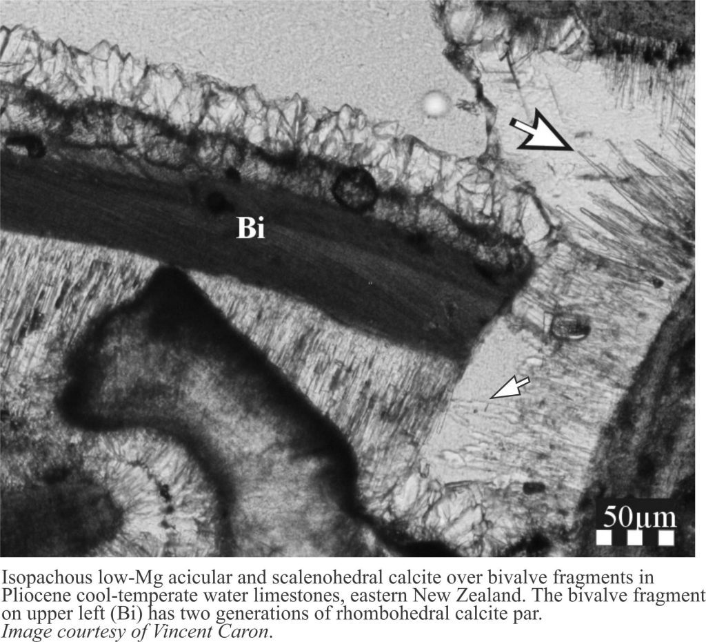 Isopachous fibrous low magnesium calcite cement on a bivalve fragment, Pliocene, NZ