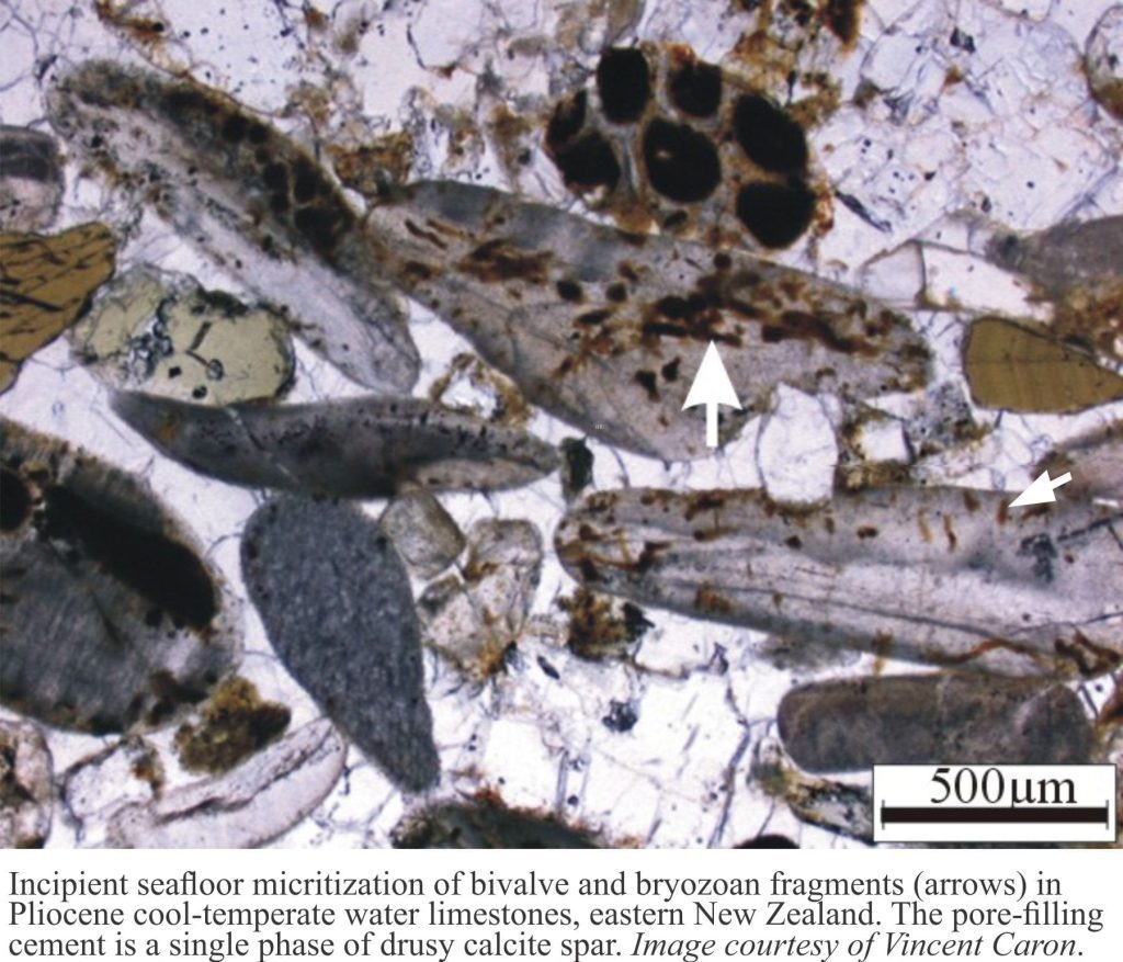 Micritization of bivalve fragments in cool water limestone, Pliocene, NZ
