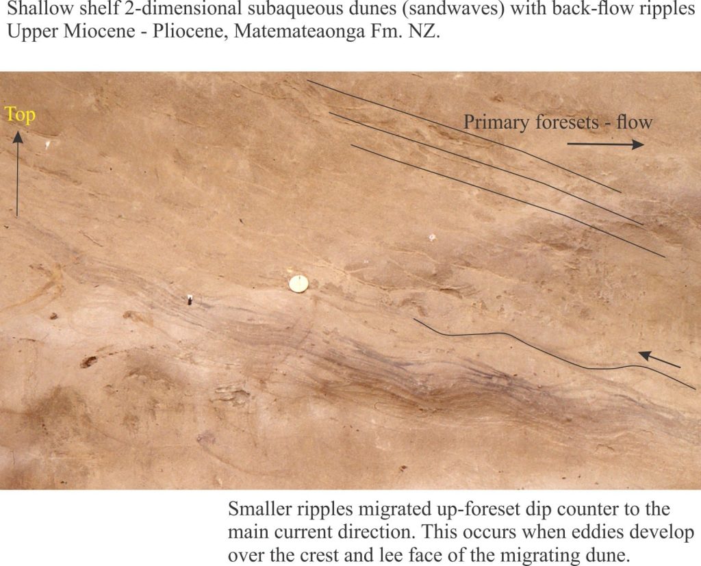 Back flow ripples on shallow shelf sandy bedform, Pliocene, NZ