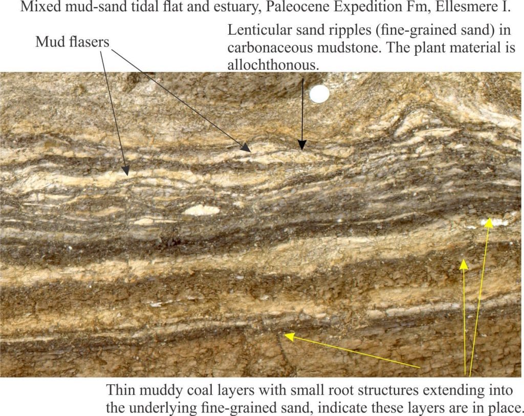Estuarine lenticular bedding and mud flasers, Eocene
