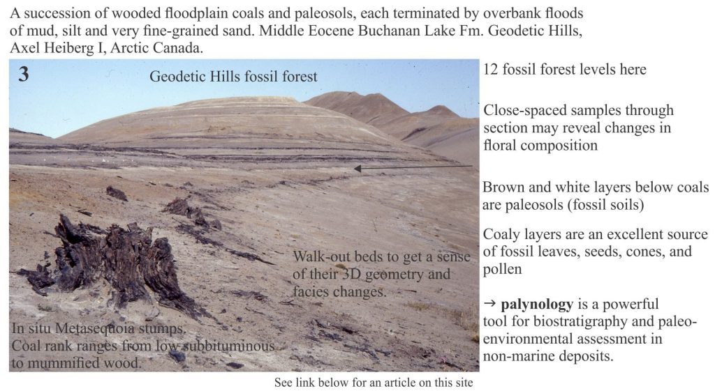 Image of Geodetic hills Middle Eocene fossil forest, with in situ stumps and flood plain mudrocks. Axel Heiberg I.