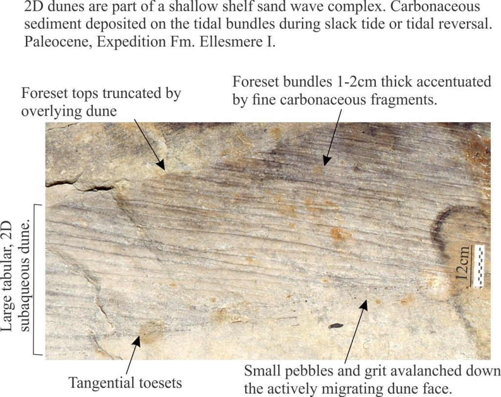 Tidal bundles in crossbed foresets, Paleocene shelf sandwaves