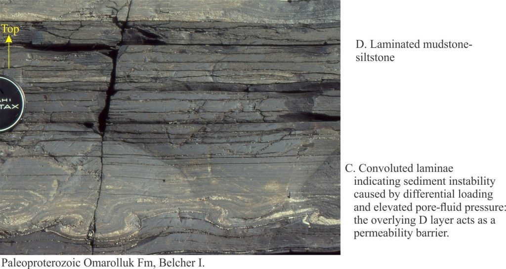 Bouma C-D divisions of a fine-grained turbidite, with some nice convoluted bedding