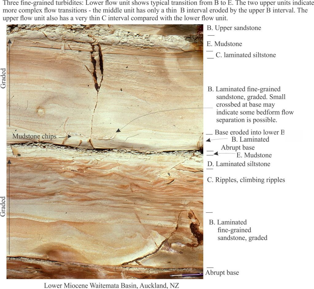 Fine-grained turbidites, their Bouma divisions and sedimentary structures, Waitemata Basin, NZ