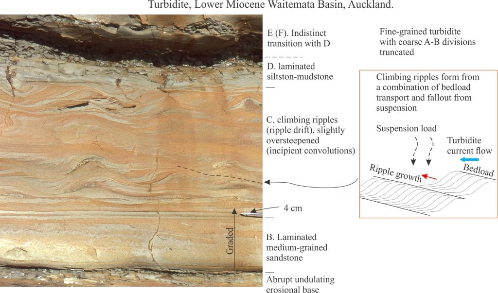 Fine-grained turbidites, their Bouma divisions and sedimentary structures, Waitemata Basin, NZ