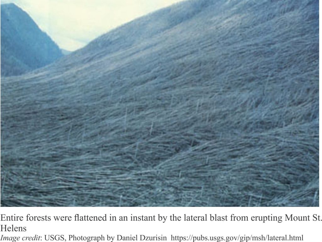 Entire forests were flattened by the lateral blast during Mt St. Helens 1980 eruption