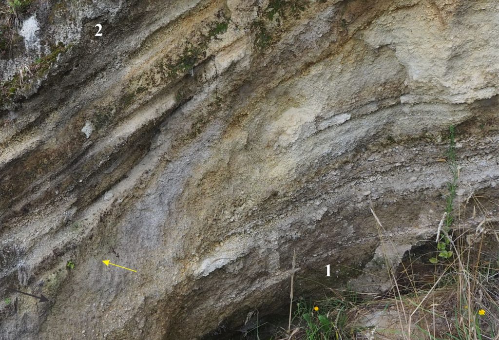 Closer view (left side of drape) showing the discordant contact between the two sets of airfall deposits (black arrow). The more diffuse grey-brown zone that parallels the contact is a weakly formed paleosol (yellow arrow) containing a few fossil root structures - the root systems expand from the contact down into unit 1.