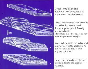 Three-dimensional reconstruction of Mavor platform mounds, from shallow subtidal laminates at the base, to high relief mounds at the platform margin. The stratigraphic section corresponds to that shown in the aerial view. Total stratigraphic thickness here is 244m.