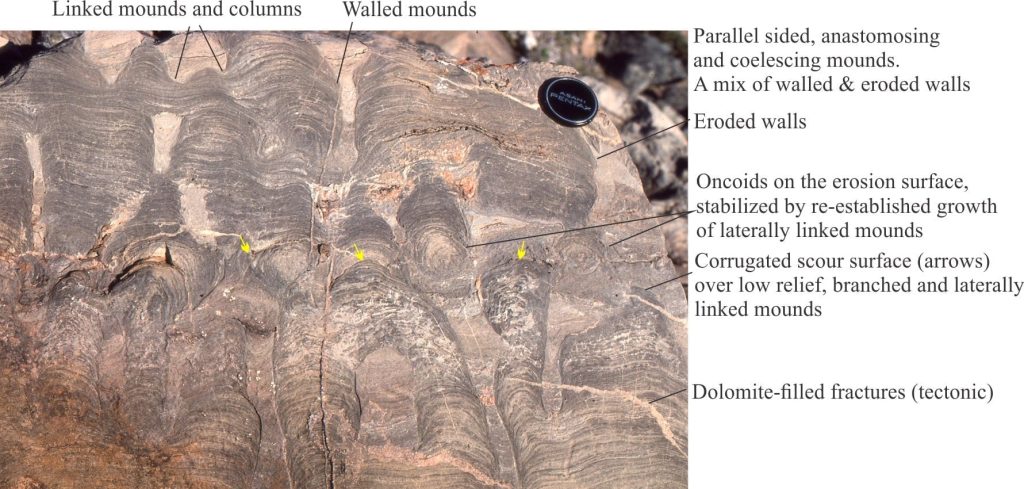 A nice polished surface showing anastomosing and coalescing domal stromatolites, and oncoids that became stabilized, forming the foundations for larger domes. Subtidal, washed by currents and subjected to occasional storms. McLeary Formation.
