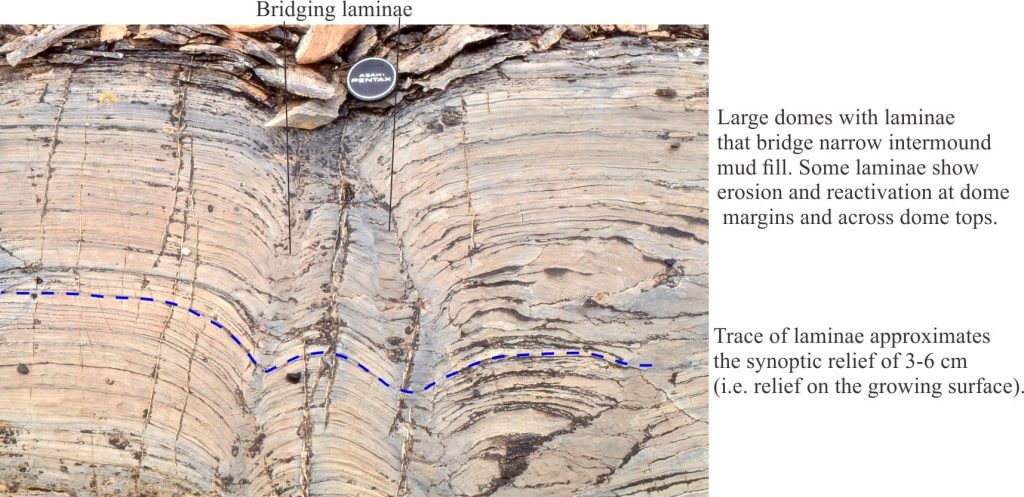 Large stromatolite domes with low synoptic relief and bridging laminae. Probably deeper subtidal. Mavor Formation.