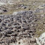 Exhumed stromatolite domes