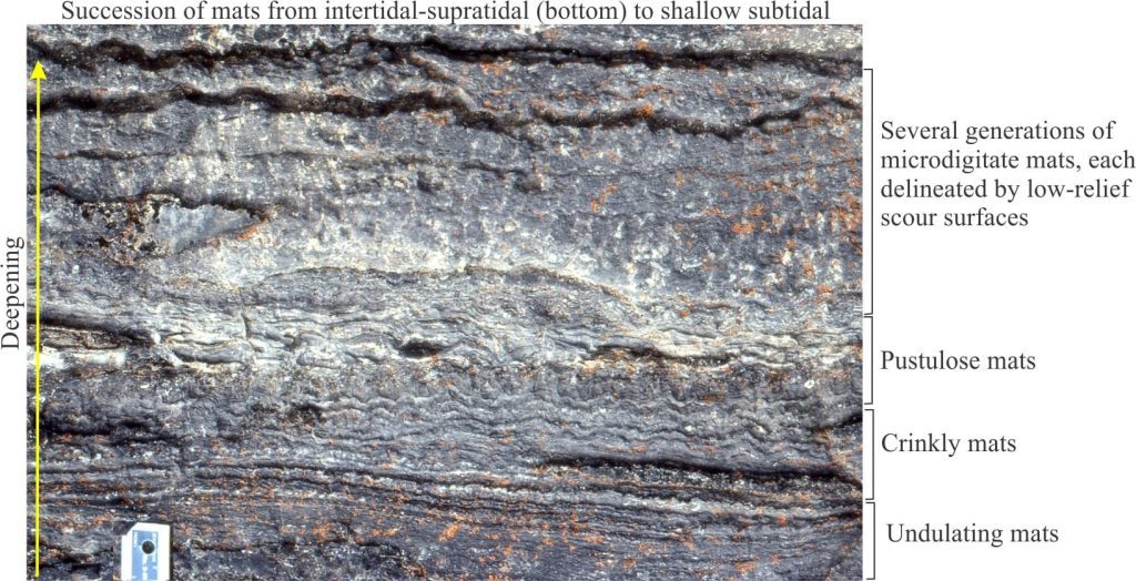 Changing mat morphology, from undulating to wavy, pustulose, and ultimately microdigitate structures, reflecting progressive deepening from supratidal, through intertidal. possibly shallowest subtidal. McLeary Formation. Scale is 3 cm long.