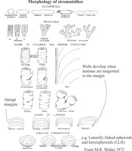 Chart showing the morphological description of stromatolites