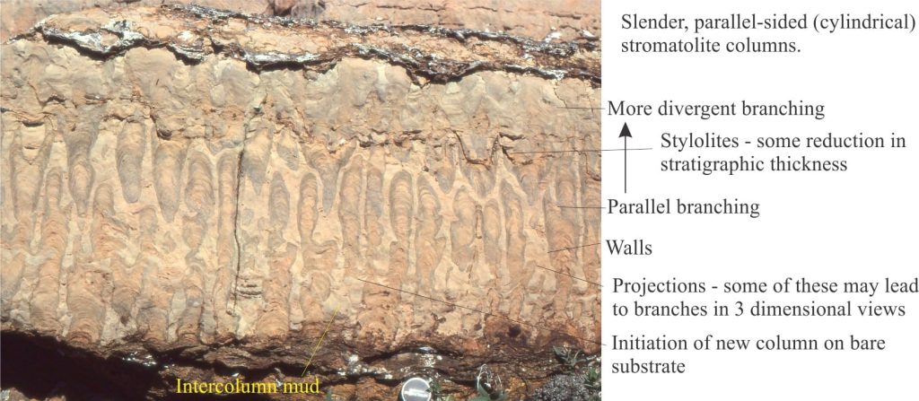 Closely spaced, parallel branched stromatolite columns. Good wall structure, and some ornamentation on the columns. Shallow subtidal, washed by waves. McLeary Formation