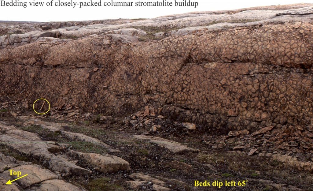 Bedding showing a plan view of densely packed stromatolite columns. This is the same bed as the image of parallel-sided columns shown above. Shallow subtidal, washed by waves. Hammer for scale (circled)