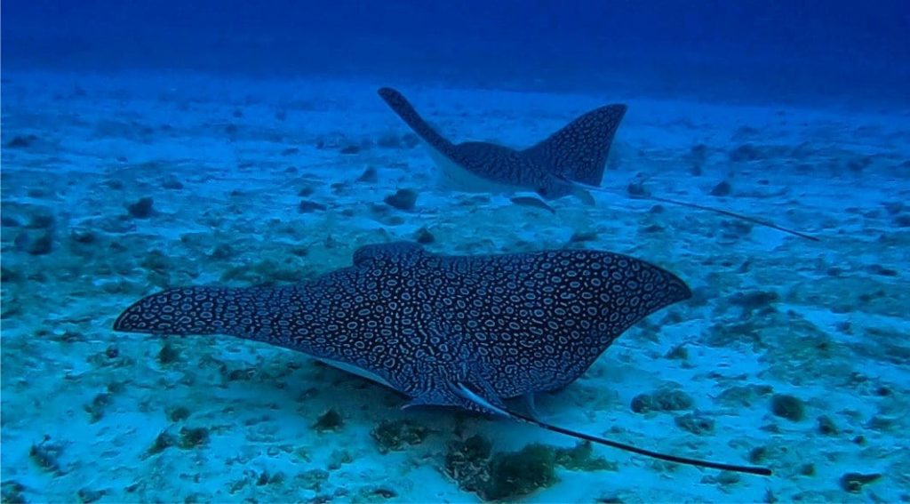 Spotted Eagle Rays grazing the lower boundary of available accommodation space, Cozumel. Courtesy of Charlie Kerans
