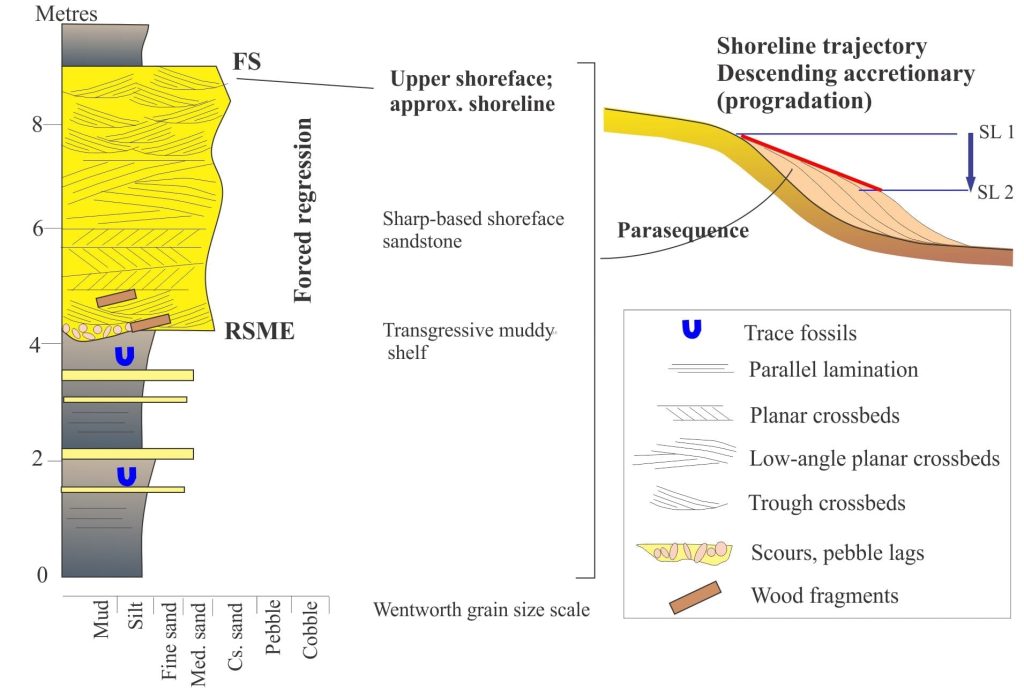 An example of a parasequence that is part of an accretionary, descending regressive shoreline trajectory (forced regression in sequence stratigraphic terms). The approximate position of the paleoshoreline is indicated. The trajectory that tracks successive parasequences is shown on the right (red line). FS = flooding surface; RSME = regressive surface of marine erosion.