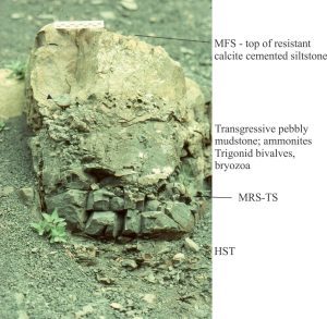 Two surfaces are present in this top part of a Jurassic shelf parasequence; the maximum regressive surface or transgressive surface, fossiliferous pebbly mudstones depsited during transgression, and a condensed, cemented mudstone, the top of which is the maximum flood surface. The MFS is overlain by normal shelf deosits of the next parasequence