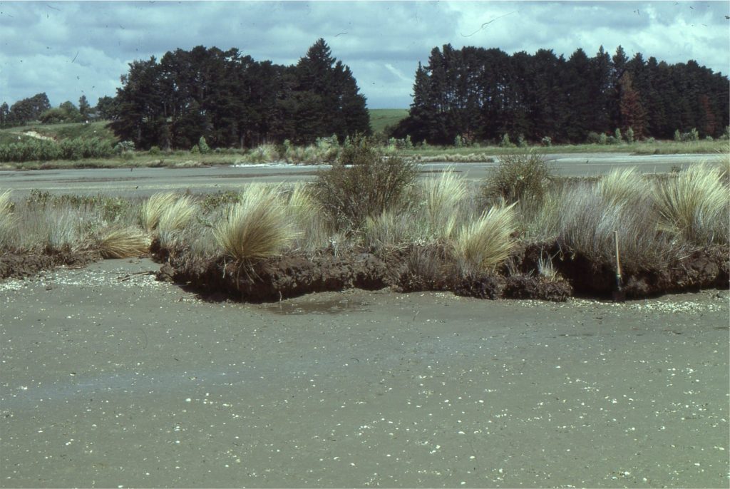 Wave erosion of Late Quaternary tidal flat and salt marsh - mangrove deposits at two locations: left – an estuary in Auckland Harbour (New Zealand), and the Galveston coast. The ravinement surface in both examples is at the level of the modern beach-tidal flat. The resulting stratigraphy will present in ascending order as tidal flat or beach sands, overlain by a thin remnant of salt marsh mud, the scoured (wave) ravinement surface, overlain by beach or subtidal deposits