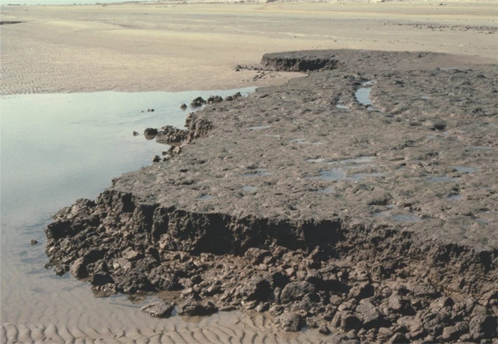Salt marsh muds currently being eroded as the Galveston (Texas) shoreline retreats. The erosional surface is a ravinement surface.