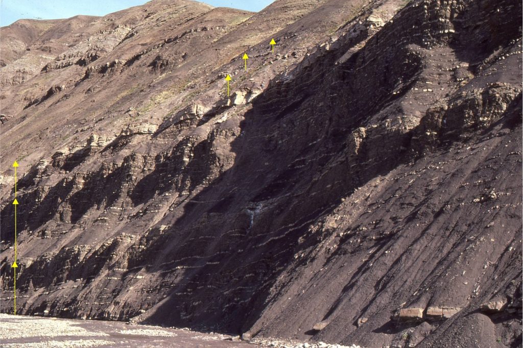 Mid-Late Paleocene muddy shelf parasequences in a stack interpreted as back-stepping (landward), or retrogradational. Successive parasequences become increasingly mudstone-dominated higher in the succession. The section indicated by arrows is about 50m thick. Ellesmere Island.