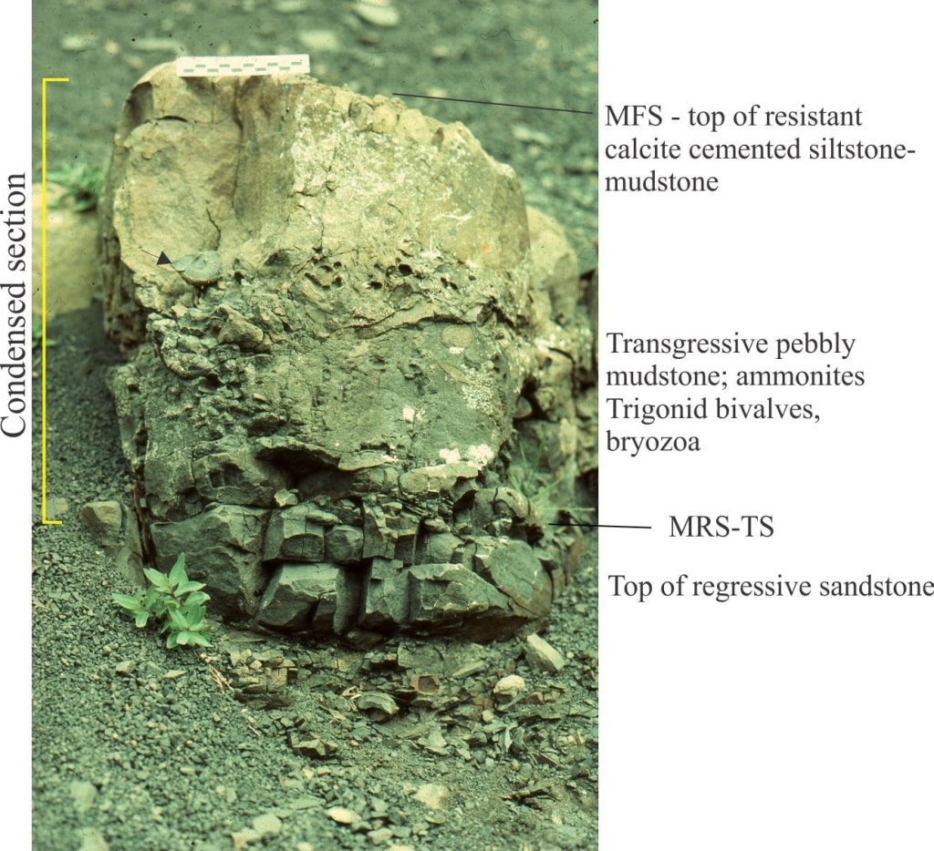 A middle Jurassic condensed section represents the transgressive component of a shelf parasequence. MRS = maximum regressive surface; MFS = maximum flooding surface. Arrow top left points to an ammonite. The section is 50 cm thick; the nderlying regressive component is about 10 m thick.