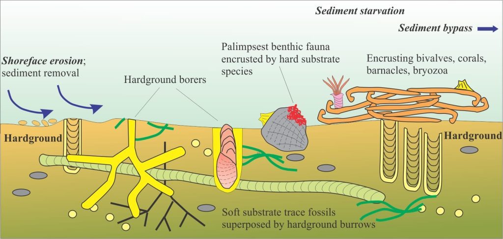 An idealised cross-section of a condensed section at an omission surface. Condensation is a function of sediment removal by tidal currents, a sea floor starved of sediment, or sediment bypass to deeper waters. The original soft sediment biota (trace fossils, invertebrates) changes to a different set of fauna and flora as the hardground develops. Palimpsest shells become encrusted with barnacles and bryozoa. The hardground biota is characterised by boring and encrusting organisms.