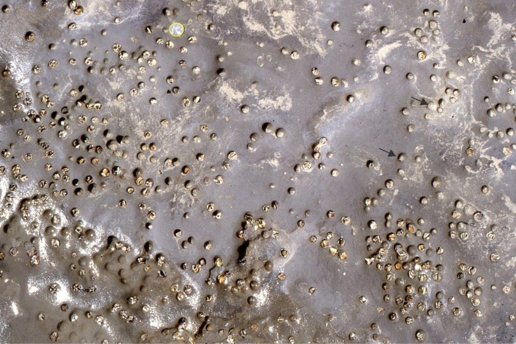 Modern Pholad bivalves have bored into indurated sandstone. The shells of some remain in the holes. Some abandoned bore holes have been preferentially cemented by calcite and are resistant to subsequent erosion.es 