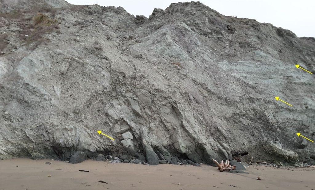 Multiple thrusts (arrows) in relatively weak sandstone and bentonitic mudstone have reduced the once coherent strata to fault breccia and cataclastite. This is a landward section of the active accretionary wedge – forearc basin above the Hikurangi Subduction Zone, Waimarama coast, eastern New Zealand.