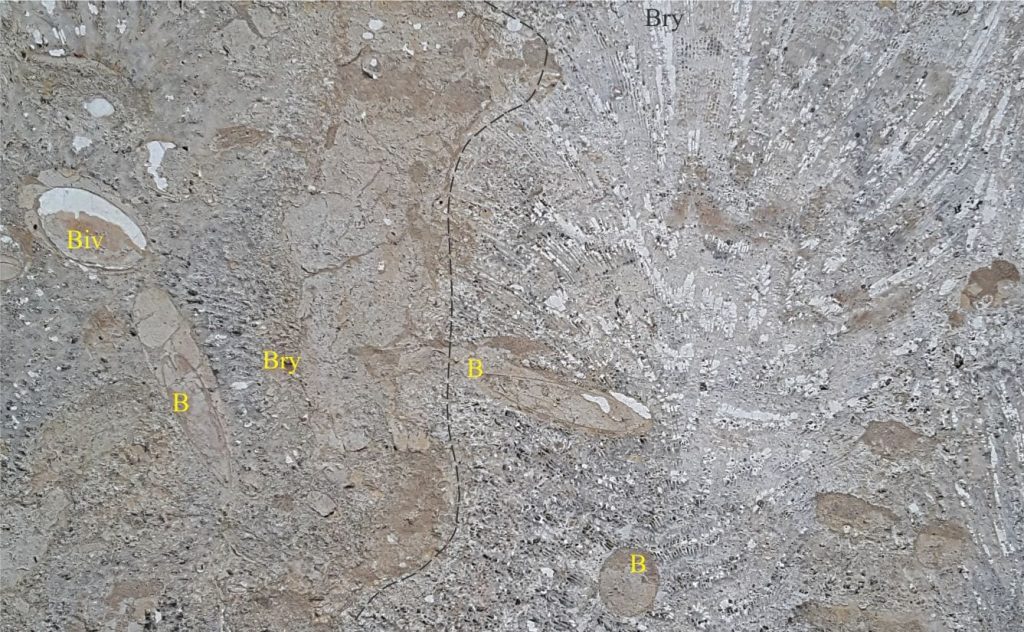 A cut slab of Pliocene limestone from the Hikurangi forearc basin, on the steps of Church Road Winery. Large calcareous bryozoa (Bry – dashed line) have brown mud-filled borings (B). Surrounding sediment contains bivalves (Biv) and abundant mud-filled burrows. Also present are large oysters with Clionid sponge borings, small gastropods and barnacles.