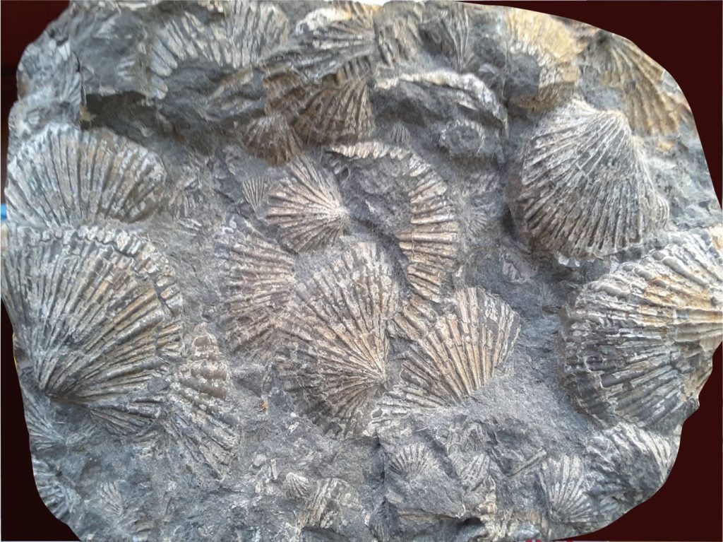 Monotis, a late Triassic, cosmopolitan index fossil (specimen is from Kiritehere, New Zealand). The distribution of faunas like this are particularly valuable for pin-pointing terrane displacement. The large valve on the left is 90 mm wide.
