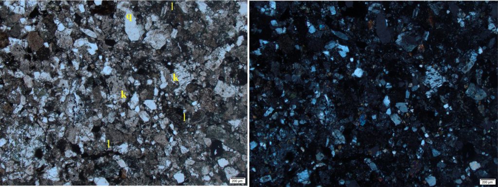 A typically 'dirty looking' greywacke where the distinction between framework and matrix is obscured by clay diagenesis and feldspar alteration. There is a high lithic content (l), plus a poorly sorted array of angular quartz grains (q) and K-feldspars (k), including untwinned and perthite twinned varieties. Some of the feldspars have been altered significantly and look superficially like lithic grains. Overall, the sample is texturally and mineralogically immature.