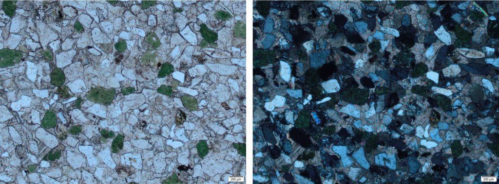 – Glauconite peloids up to 0.5mm across (10%). Some glauconite grains are deformed around stronger quartz and feldspar grains (by compaction). – Quartz grains (70-75%) are mostly monocrystalline (there are a few polycrystalline grains) and show a mix of unstrained and strained extinction. Grains are angular to well rounded, but some of the angularity is due to calcite replacement of quartz (some examples shown by white arrows). – Untwinned K-feldspars (5-10%) show varying degrees of sericite alteration. Some appear superficially like lithic grains. – Lithics (I) (~5-8%). Be careful to distinguish actual lithics from altered feldspar grains. – White micas (1-2% – red arrows) show some alteration to chlorite (bluish interference colours). – The framework clasts and micas have a crude alignment along the top left/bottom right diagonal. – Cement is almost entirely coarse calcite. Contact between the calcite cement and framework grains is irregular, indicating silica replacement.