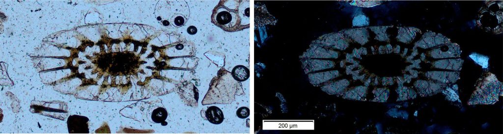 An oblique section through an echinoderm spine where the internal perforations are filled with immature, brownish glauconite. Left - plain polarized light. Right – crossed polars. The bar scale applies to both images.
