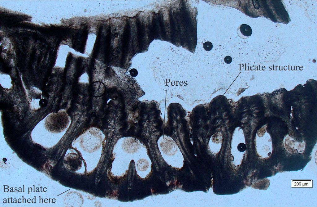 Thin section cut transverse to a recent acorn barnacle plate, showing the array or pores at the base of the plate. Note the finely layered calcite that extends upwards into the characteristic plications, or folds (see image below). Plain polarized light. 