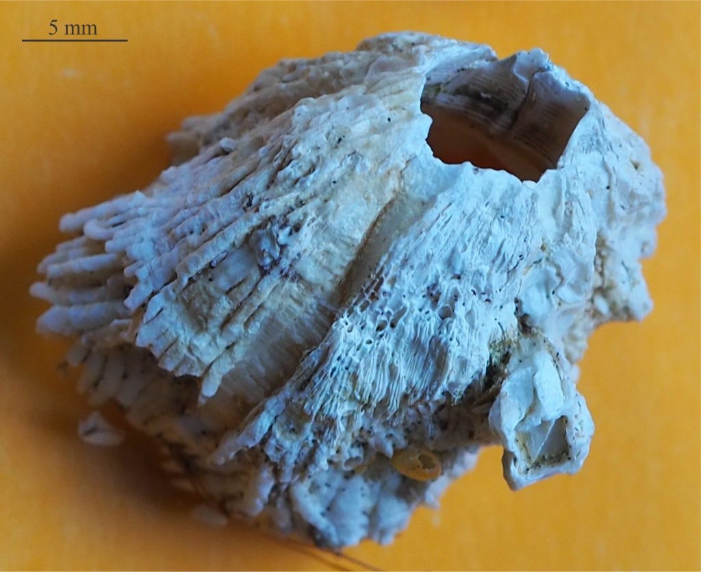 A modern Balanid barnacle. Note the rib-like plications (left side, and the longitudinal pores exposed on the abraded plate (centre). Specimen from Parengarenga, northernmost New Zealand