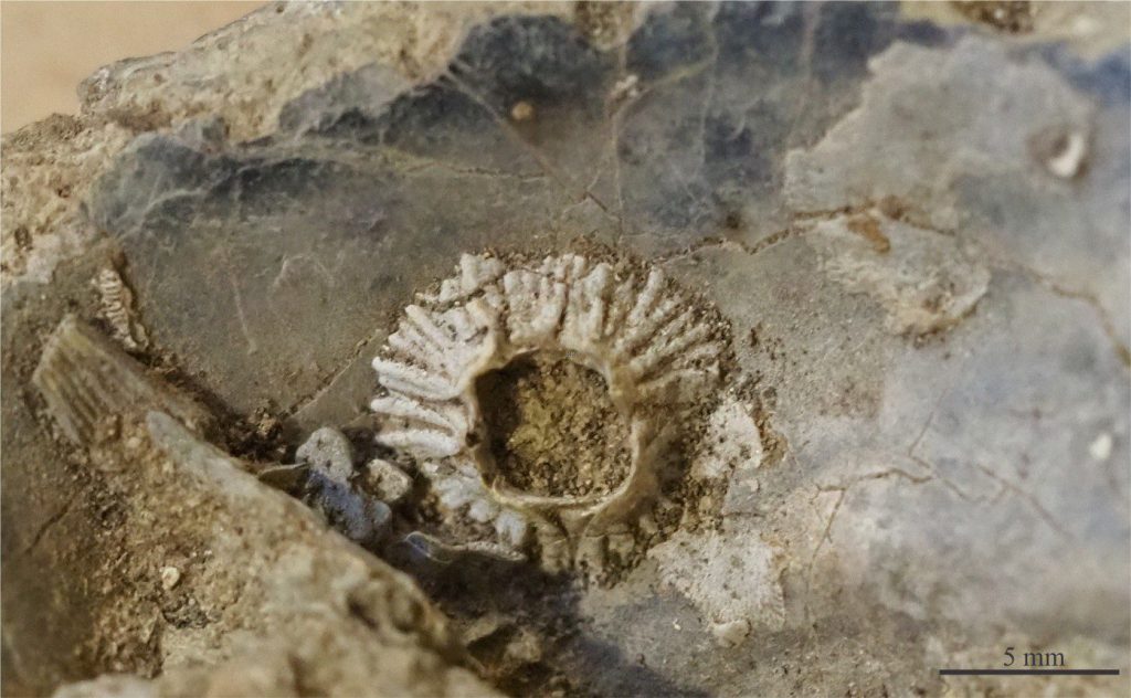 Apical view of a small, Pliocene acorn barnacle attached to a large oyster shell. The operculum and animal gut has been replaced by cemented carbonate sand. N.Z, Matemateonga Formation.