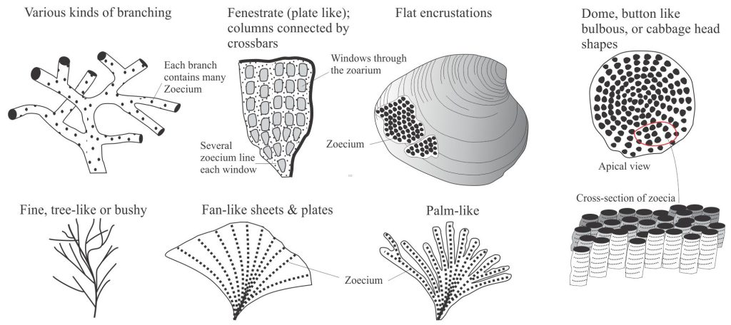 A few of the common bryozoa forms. Each form has a 3-dimensional aspect that can potentially create large (decimetre-scale), complex structures. Individual skeletal cavities – zoecium – are indicated. In fenestrate forms, the (relatively) large openings in the zoarium do not accommodate the living animal; however, they can be filled with sediment and cements as is the case for the zoecia (see the images below).