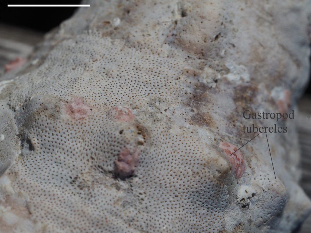 Modern bryozoa encrusting a gastropod. The zooids are arranged in a brick-like pattern. Hahei, NZ.