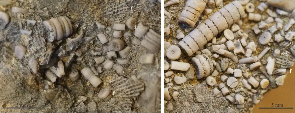 Devonian crinoid stems and disarticulated columnals in the bioclastic mix with fragmented fenestrate (f) and encrusting bryozoans (e).